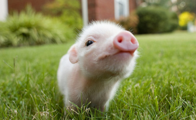 חיות חמודות - חזיר ננסי (צילום: אימג'בנק / Thinkstock)
