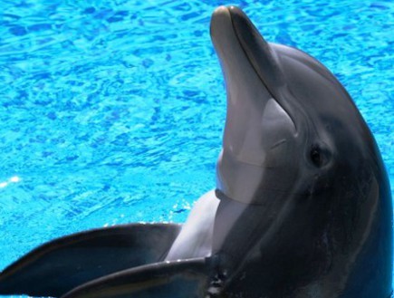 חיות חמודות -דולפינן