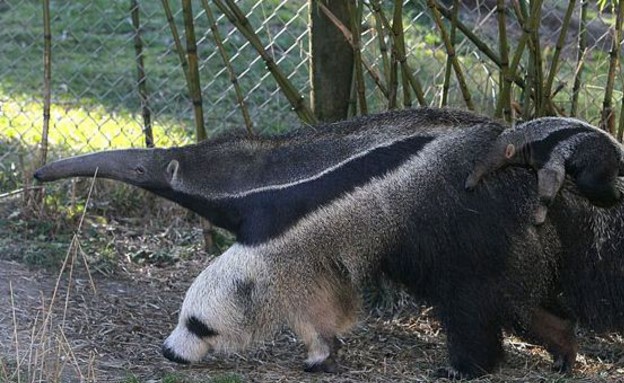 דוב נמלים עם רגל שנראית כמו פנדה (צילום: boredpanda.com)