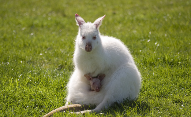 חיות חמודות- וולבי לבן (צילום: אימג'בנק / Thinkstock)