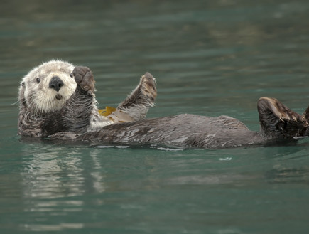 חיות חמודות- לוטרת ים (צילום: אימג'בנק / Thinkstock)