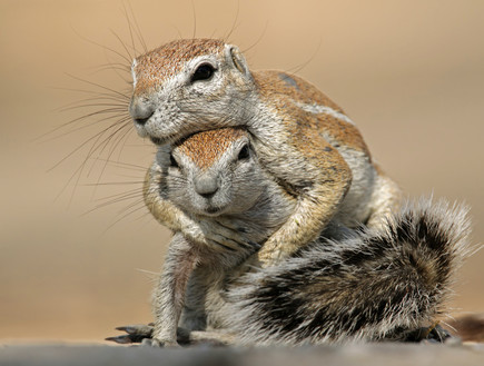 חיות חמודות- סנאי קרקע (צילום: אימג'בנק / Thinkstock)
