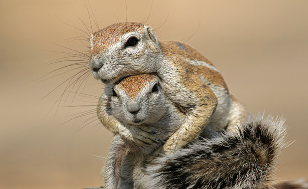 חיות חמודות- סנאי קרקע (צילום: אימג'בנק / Thinkstock)