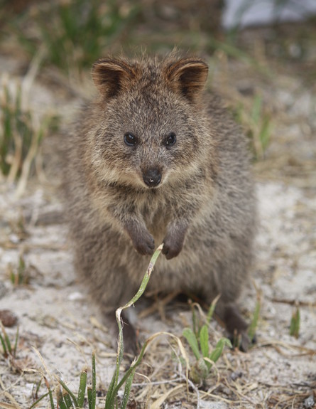 חיות חמודות- קוואקה אוסטרלית (צילום: אימג'בנק / Thinkstock)