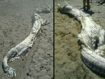 יצור מסתורי שנשטף לחוף בספרד (צילום: grindtv.com)