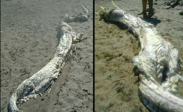יצור מסתורי שנשטף לחוף בספרד (צילום: grindtv.com)