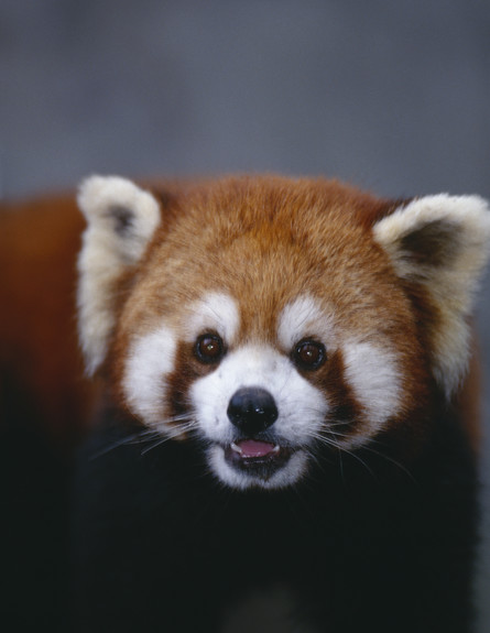 חיות חמודות פנדה אדום (צילום: אימג'בנק / Thinkstock)