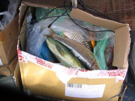 משלוח הדגים שנתפס (צילום: דני אורלנסקי)