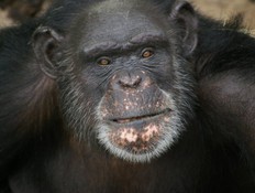 ברנט השימפנזה (צילום: popsci.com)