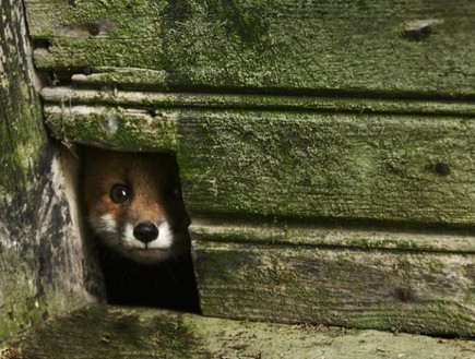 חיות היער השתלטו על הבית הנטוש (צילום: קאי פגרסטרום / dailymail.co.uk)