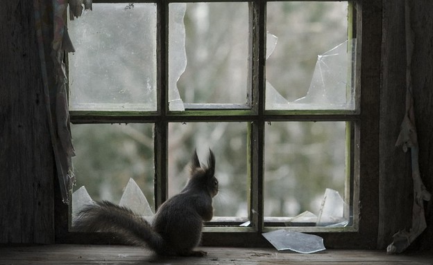 חיות היער השתלטו על הבית הנטוש (צילום: קאי פגרסטרום / dailymail.co.uk)