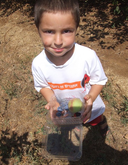 קטיף בבוסתן בראשית, טיול צפון (צילום: איל שפירא)