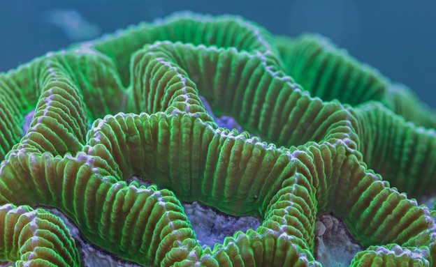 תקריבי האלמוגים של דניאל סטופין (צילום: דניאל סטופין / huffingtonpost.com)