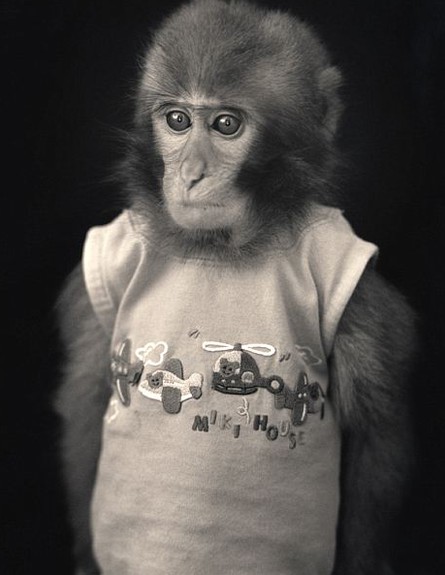 הקופים של הירושי ווטנבה (צילום: הירושי ווטנבה)