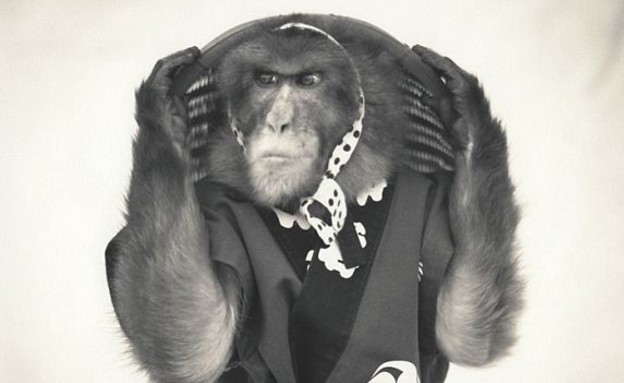 הקופים של הירושי ווטנבה (צילום: הירושי ווטנבה)