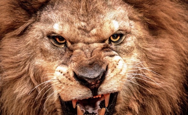 אריה חושף שיניים (צילום: Thinkstock)