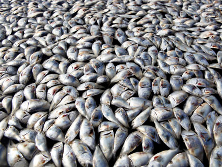 חצי מיליון דגים חדשים בכנרת (צילום: רויטרס)
