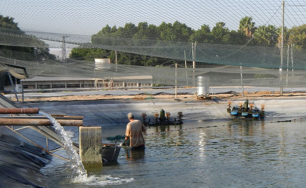 הדגים מסייעים בשמירת איכות המים (צילום: ניר פרוימן- משרד החקלאות)