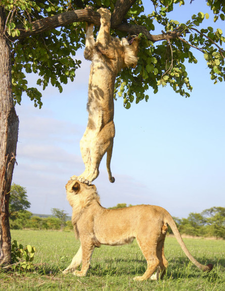 האריות אקו ואטושה (צילום: huffingtonpost.com)