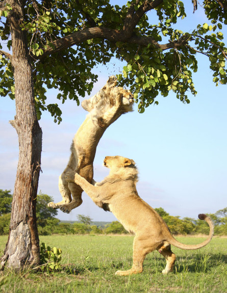 האריות אקו ואטושה (צילום: huffingtonpost.com)