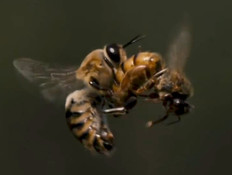 מלכת הדבורים מזדווגת עם דבורת מזל"ט באוויר