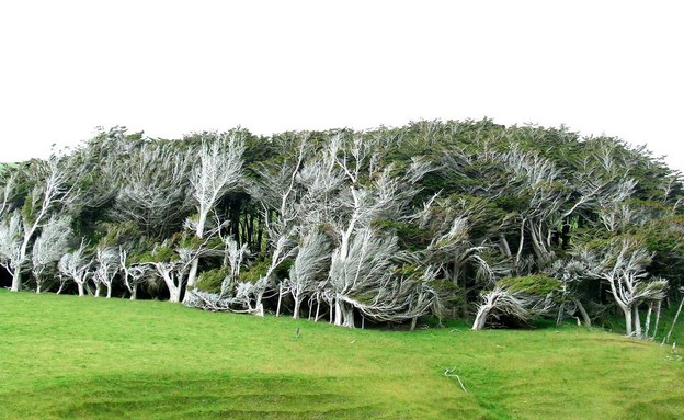 עצי האי הדרומי