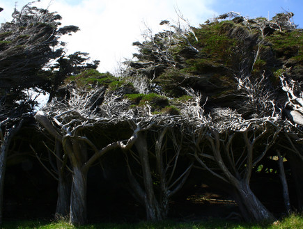 עצי האי הדרומי