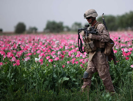 חייל בשדה פרחים באפגניסטן (צילום: ג'ון מ.מק-קול)