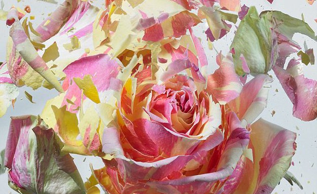 הפרחים הקפואים של מרטין קילמס (צילום: מרטין קילמס / dailymail.co.uk)