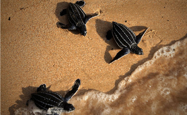 80 צבי ים מובאים למרכז השיקום בשנה (צילום: AP)