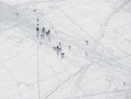כלבים בשלג, תמונות מלמעלה (צילום: Jason Hawkes, dailymail.co.uk)