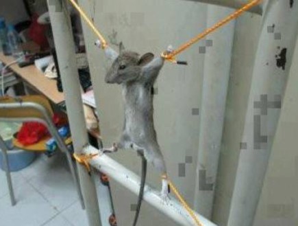 פלסטיני התעלל בעכבר (צילום: gulfnews.com)