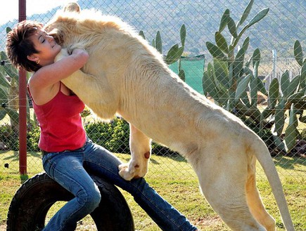 חיה עם אריה לבן (צילום: dailymail.co.uk)