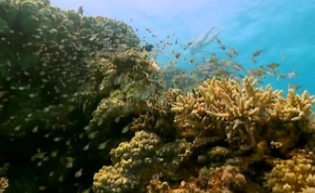 כך שוקמה שונית האלמוגים באילת (צילום: צביקה(זיגי)לבנת)