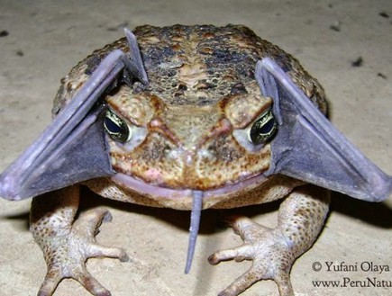 צפרדע מנסה לאכול עטלף (צילום: huffingtonpost.com)