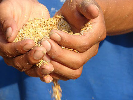 האו"ם: להשקיע בחקלאות (צילום: גלי שפס, חדשות 2)