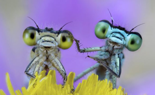 חרקים מחזיקים ידיים