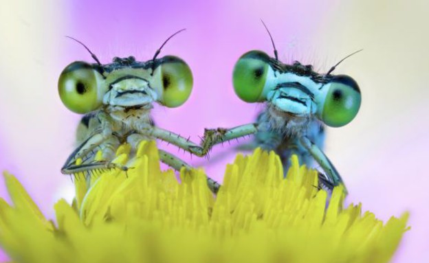 חרקים מחזיקים ידיים