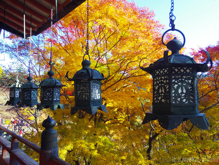 נארה, יפן, סתיו בעולם, flickr user cyber0515 (צילום: flickr user cyber0515)