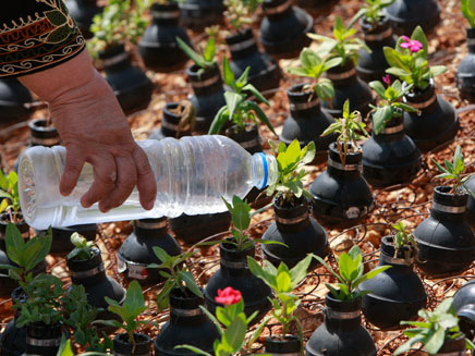 פלסטינית משקה את עציצי הרימונים (צילום: רויטרס)