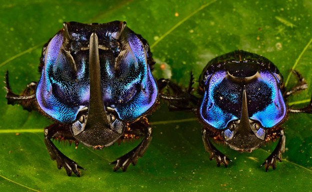 החרקים החדשים שהתגלו ביער הגשם בסורינאם (צילום: טרונד לארסן / discovery.com)