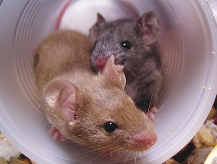 עכברים (צילום: Thinkstock)