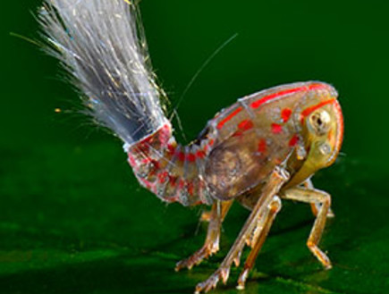 החרקים החדשים שהתגלו ביער הגשם בסורינאם (צילום: טרונד לארסן / discovery.com)