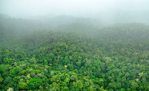 יער הגשם בסורינאם (צילום: טרונד לארסן / discovery.com)