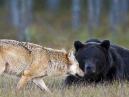 וגר זאב עם דוב (צילום: לאסי ראוטיאינן / dailymail.co.uk)