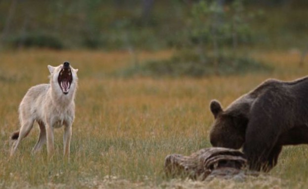 וגר זאב עם דוב (צילום: לאסי ראוטיאינן / dailymail.co.uk)