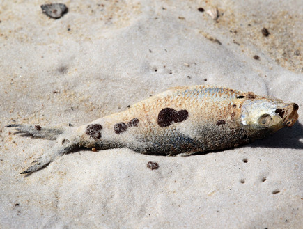 דגים מתים (צילום: Joe Raedle, GettyImages IL)