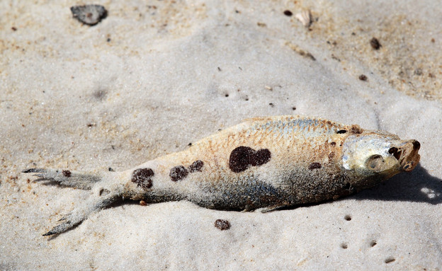 דגים מתים (צילום: Joe Raedle, GettyImages IL)