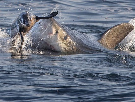 עמלץ לבן מפספס כלב ים (צילום: דיויד ג'נקינס / dailymail.co.uk)