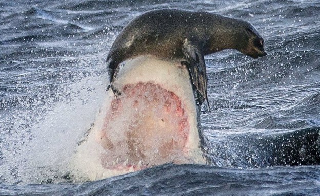 עמלץ לבן מפספס כלב ים (צילום: דיויד ג'נקינס / dailymail.co.uk)